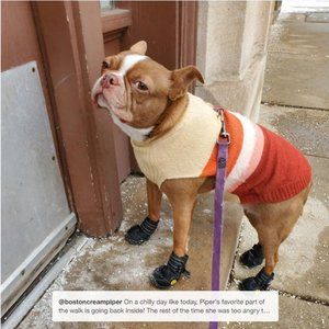 Boots & Barkley Dog Sweater XXL ( For 100+Pounds Dogs!)